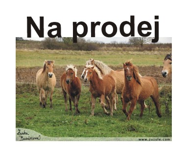 kon na prodej